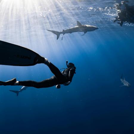 A diver in a wetsuit swims underwater with sharks in the background, illuminated by sunlight filtering through the water.